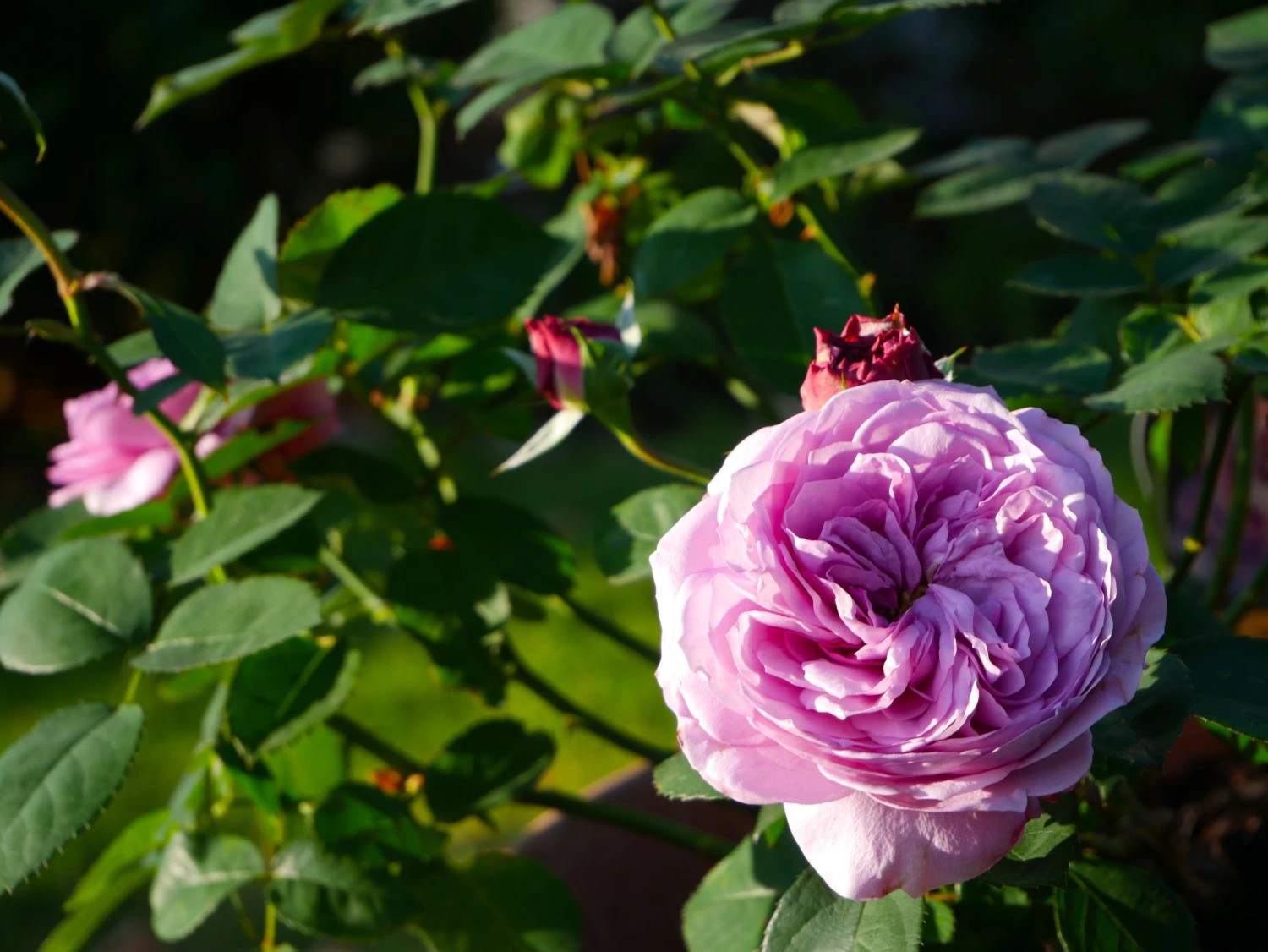 Zwergrose 'Lavender Ice' ® 13 Zwergrose 'Lavender Ice' ® – Bild 13