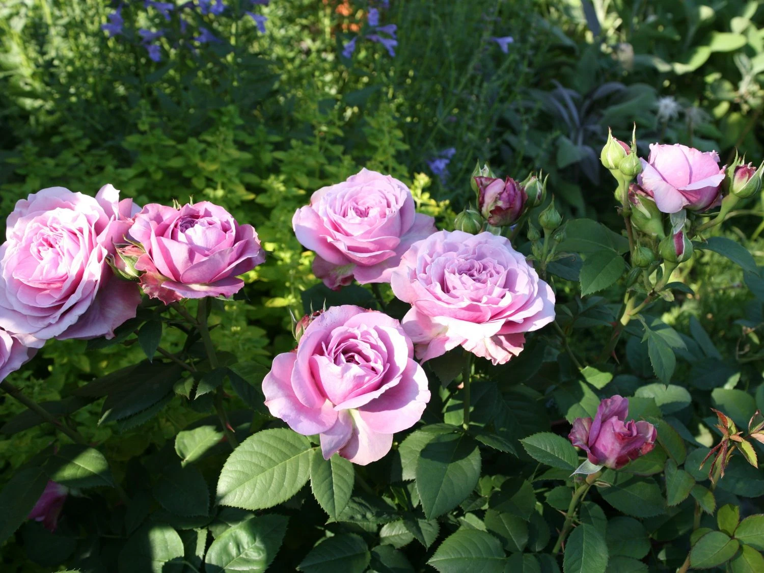 Zwergrose 'Lavender Ice' ® 1 Zwergrose 'Lavender Ice' ®