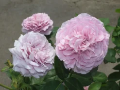 Zwergrose 'Lavender Ice' ® 24 Zwergrose 'Lavender Ice' ® -Deutschland Garten Funk Verkaufs-Shop zwergrose lavender ice m080714 w 1 1