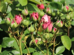 Zwergrose 'Lavender Ice' ® 19 Zwergrose 'Lavender Ice' ® -Deutschland Garten Funk Verkaufs-Shop zwergrose lavender ice m080714 w 1