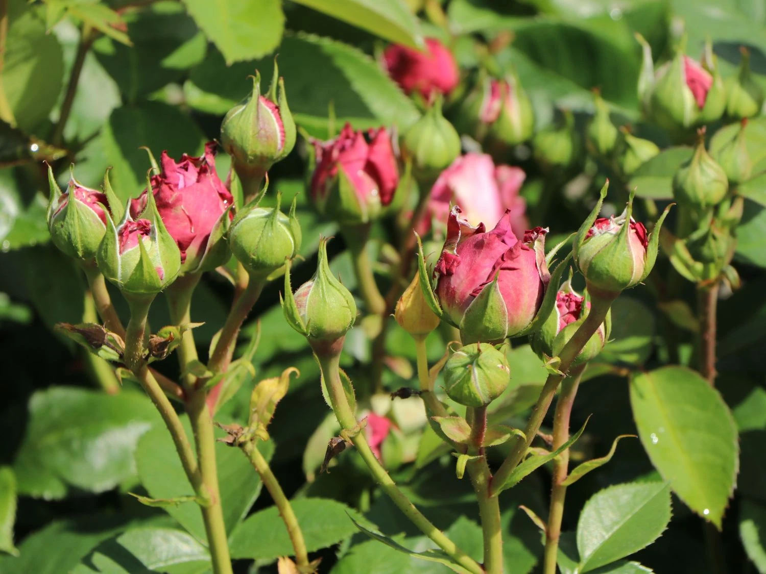 Zwergrose 'Lavender Ice' ® 7 Zwergrose 'Lavender Ice' ® – Bild 7