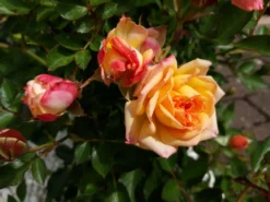 Zwergrose 'Little Sunset' ® 28 Zwergrose 'Little Sunset' ® -Deutschland Garten Funk Verkaufs-Shop zwergrose little sunset m046938 808070 0