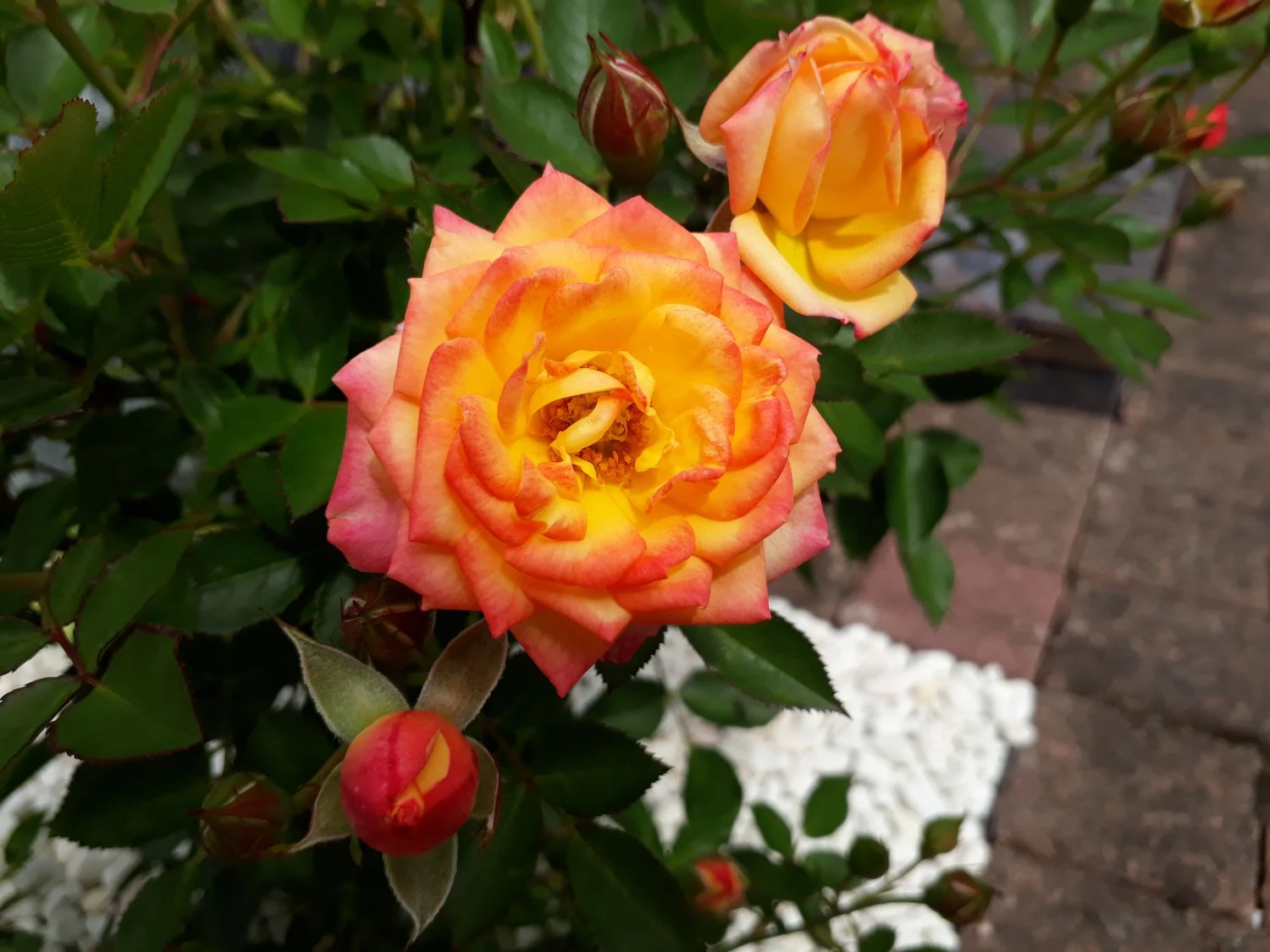 Zwergrose 'Little Sunset' ® 13 Zwergrose 'Little Sunset' ® – Bild 13