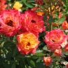Zwergrose 'Little Sunset' ®
