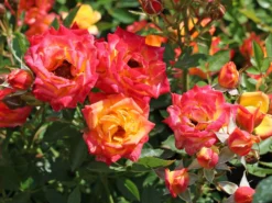 Zwergrose 'Little Sunset' ®