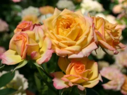 Zwergrose 'Little Sunset' ® 22 Zwergrose 'Little Sunset' ® -Deutschland Garten Funk Verkaufs-Shop zwergrose little sunset m046938 w 1