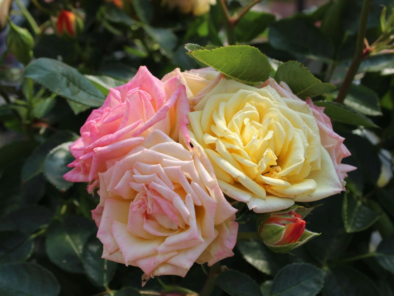 Zwergrose 'Little Sunset' ® 3 Zwergrose 'Little Sunset' ® – Bild 3