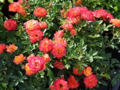 Zwergrose 'Little Sunset' ® 18 Zwergrose 'Little Sunset' ® -Deutschland Garten Funk Verkaufs-Shop zwergrose little sunset m046938 w 3