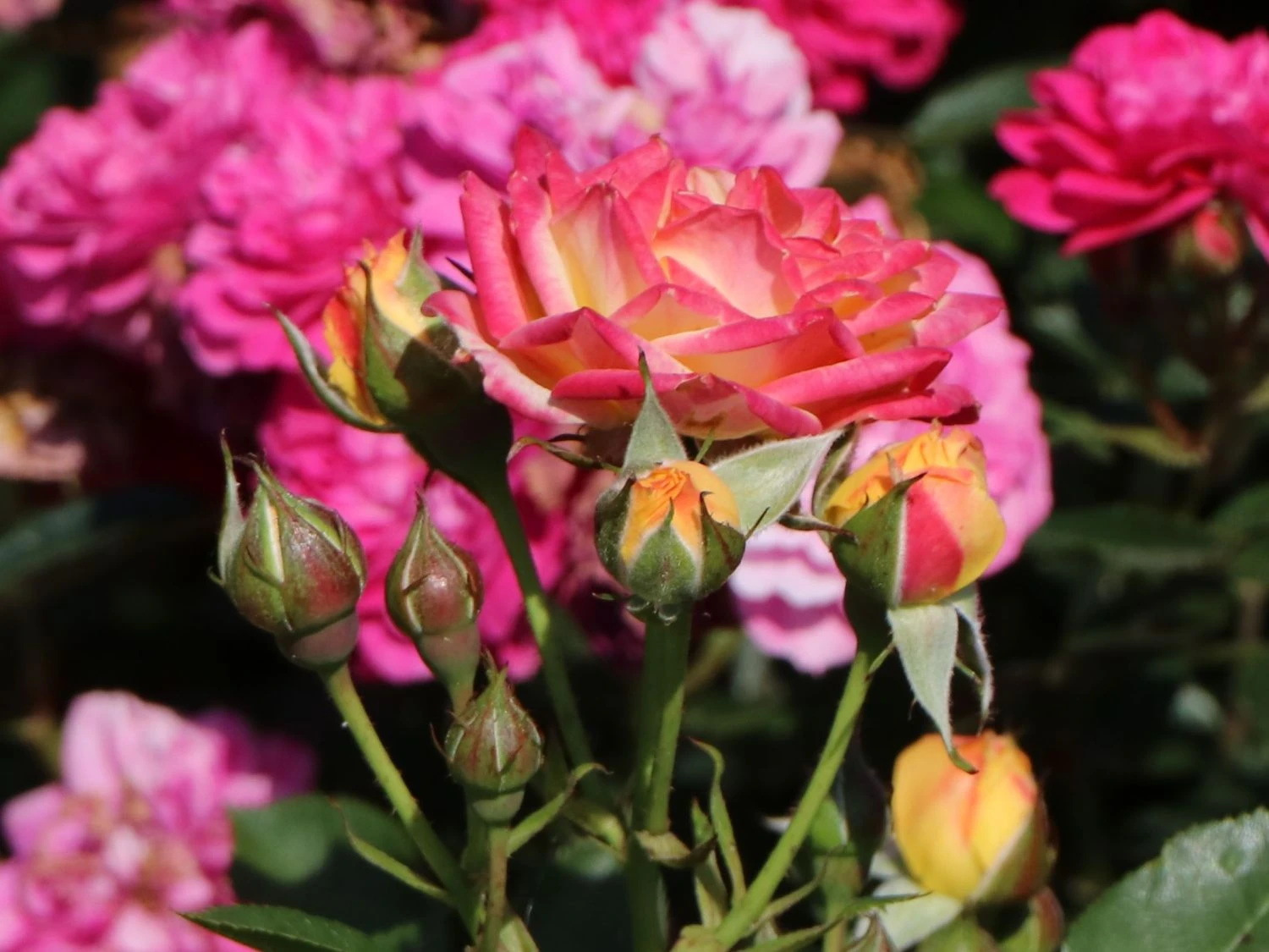 Zwergrose 'Little Sunset' ® 11 Zwergrose 'Little Sunset' ® – Bild 11