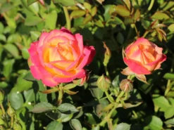 Zwergrose 'Little Sunset' ® 23 Zwergrose 'Little Sunset' ® -Deutschland Garten Funk Verkaufs-Shop zwergrose little sunset m046938 w 5