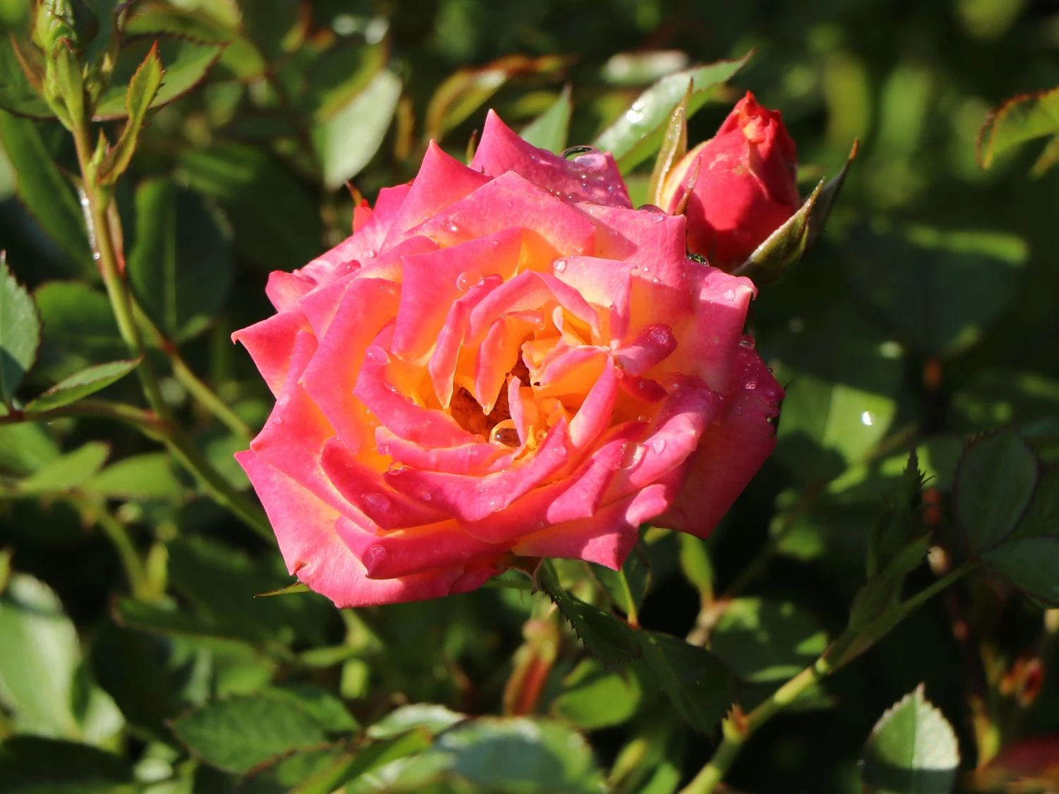 Zwergrose 'Little Sunset' ® 10 Zwergrose 'Little Sunset' ® – Bild 10