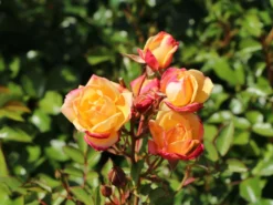 Zwergrose 'Little Sunset' ® 20 Zwergrose 'Little Sunset' ® -Deutschland Garten Funk Verkaufs-Shop zwergrose little sunset m046938 w 7