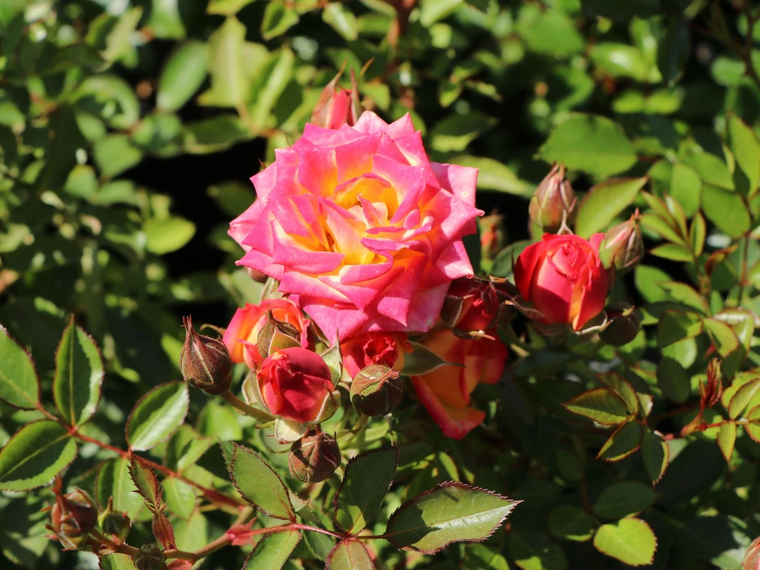 Zwergrose 'Little Sunset' ® 5 Zwergrose 'Little Sunset' ® – Bild 5