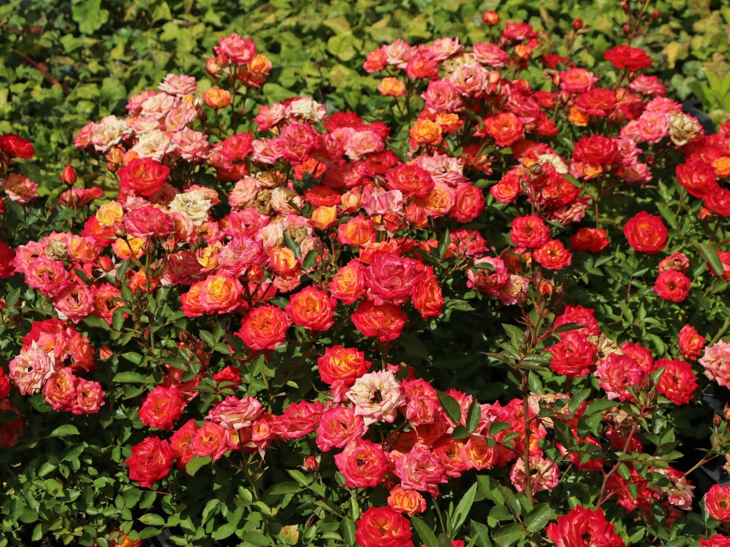 Zwergrose 'Little Sunset' ® 2 Zwergrose 'Little Sunset' ® – Bild 2