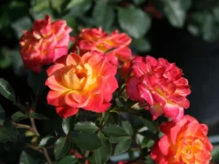 Zwergrose 'Mandarin' ®