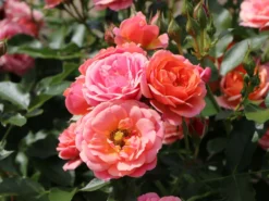 Zwergrose 'Mandarin' ® 25 Zwergrose 'Mandarin' ® -Deutschland Garten Funk Verkaufs-Shop zwergrose mandarin m005808 w 0