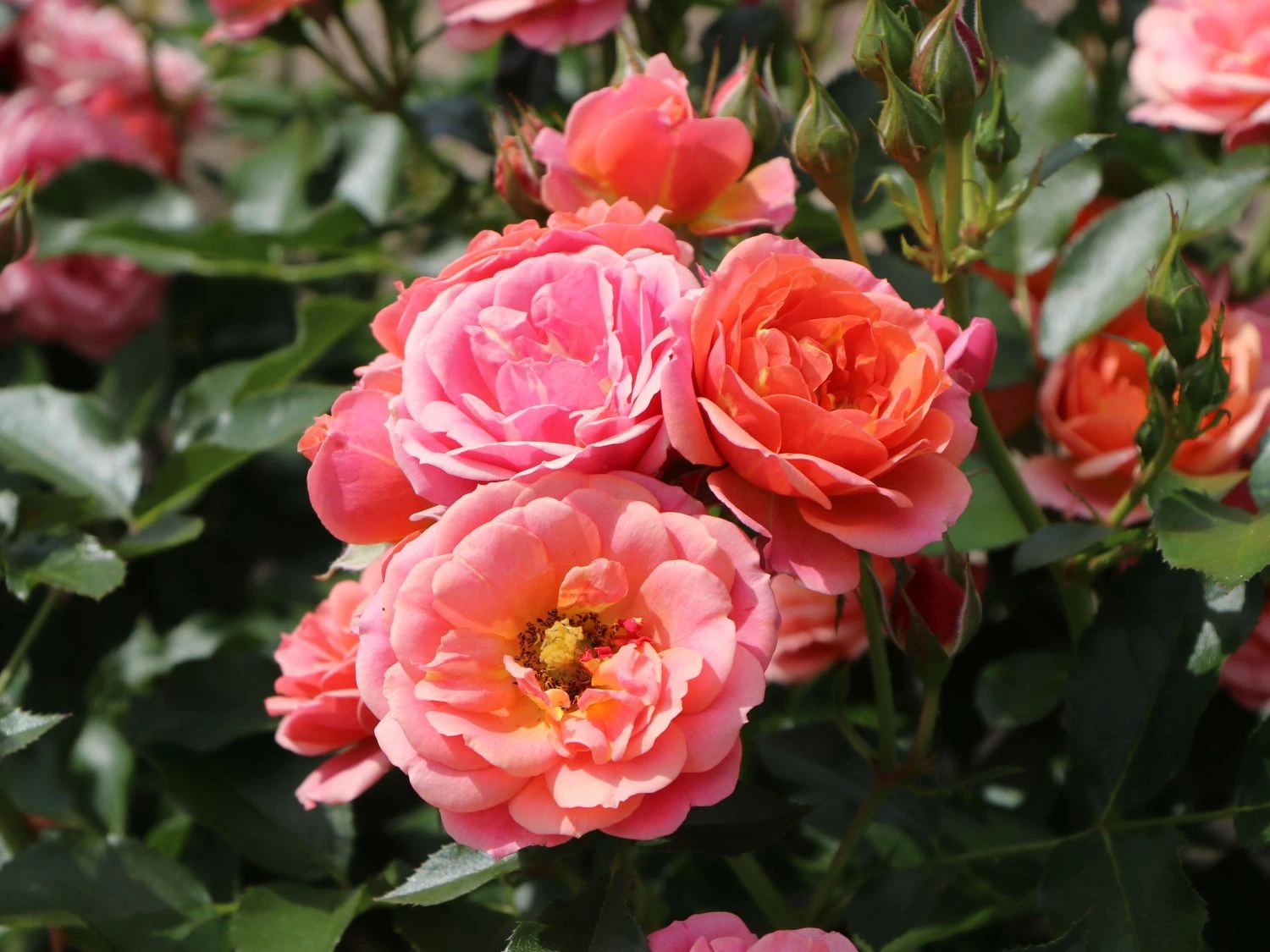 Zwergrose 'Mandarin' ® 13 Zwergrose 'Mandarin' ® – Bild 13