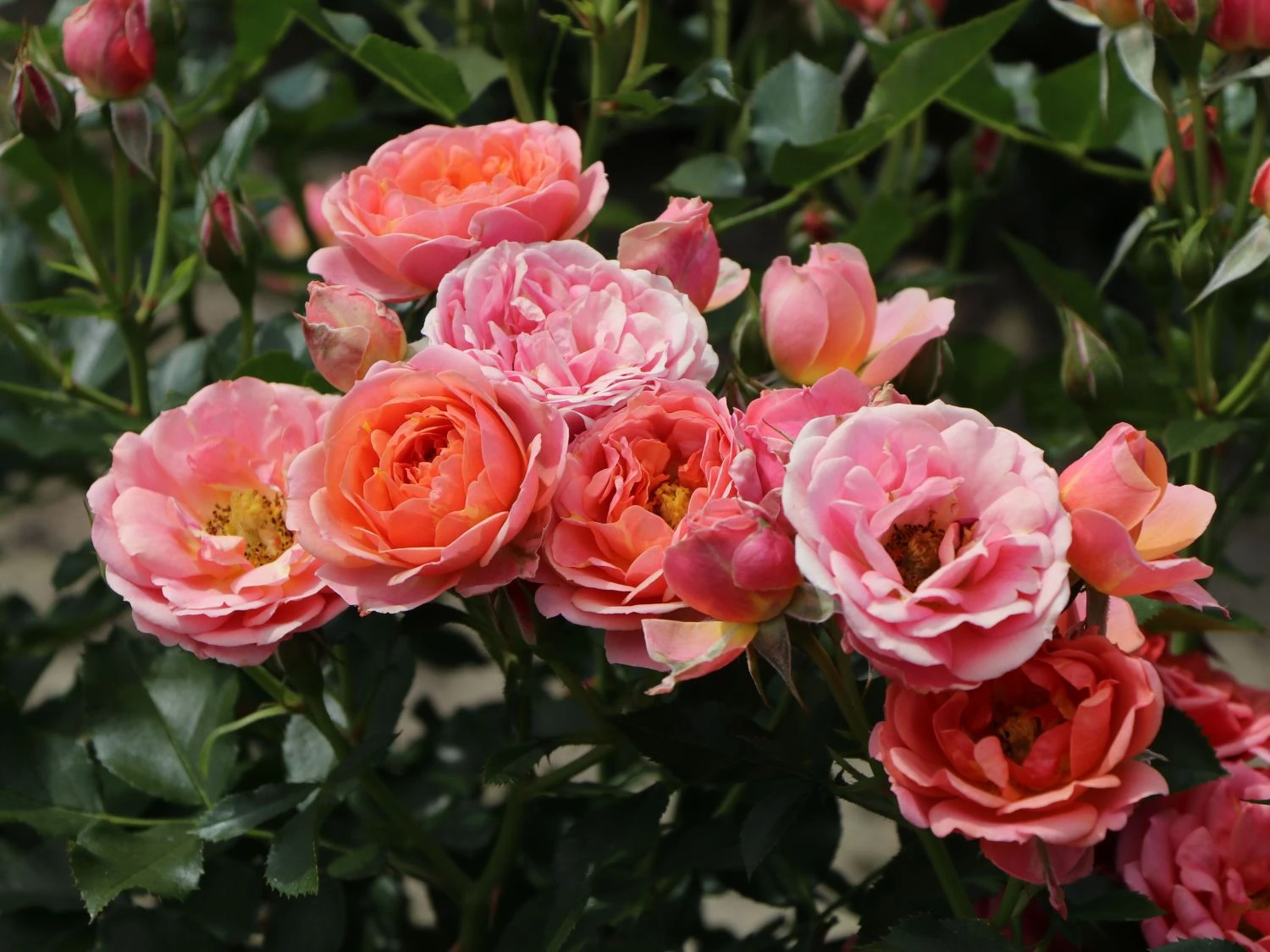 Zwergrose 'Mandarin' ® 4 Zwergrose 'Mandarin' ® – Bild 4