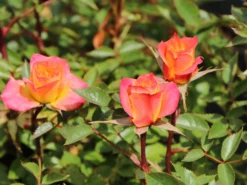 Zwergrose 'Mandarin' ® 23 Zwergrose 'Mandarin' ® -Deutschland Garten Funk Verkaufs-Shop zwergrose mandarin m005808 w 10