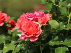 Zwergrose 'Mandarin' ® 15 Zwergrose 'Mandarin' ® -Deutschland Garten Funk Verkaufs-Shop zwergrose mandarin m005808 w 11