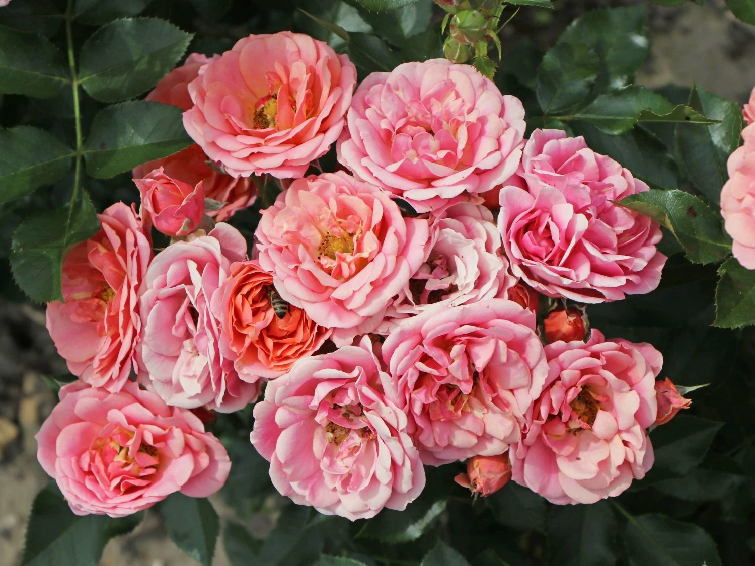 Zwergrose 'Mandarin' ® 2 Zwergrose 'Mandarin' ® – Bild 2