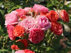 Zwergrose 'Mandarin' ® 24 Zwergrose 'Mandarin' ® -Deutschland Garten Funk Verkaufs-Shop zwergrose mandarin m005808 w 3