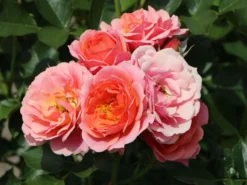 Zwergrose 'Mandarin' ® 17 Zwergrose 'Mandarin' ® -Deutschland Garten Funk Verkaufs-Shop zwergrose mandarin m005808 w 4