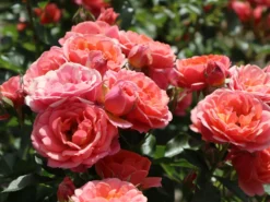 Zwergrose 'Mandarin' ® 18 Zwergrose 'Mandarin' ® -Deutschland Garten Funk Verkaufs-Shop zwergrose mandarin m005808 w 5