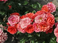 Zwergrose 'Mandarin' ® 19 Zwergrose 'Mandarin' ® -Deutschland Garten Funk Verkaufs-Shop zwergrose mandarin m005808 w 6