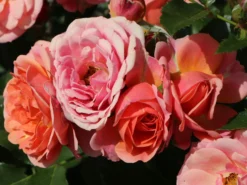 Zwergrose 'Mandarin' ® 21 Zwergrose 'Mandarin' ® -Deutschland Garten Funk Verkaufs-Shop zwergrose mandarin m005808 w 7