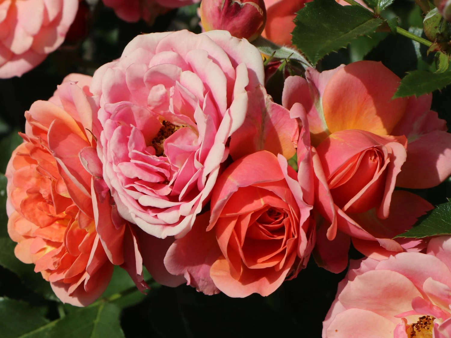 Zwergrose 'Mandarin' ® 9 Zwergrose 'Mandarin' ® – Bild 9