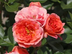 Zwergrose 'Mandarin' ® 20 Zwergrose 'Mandarin' ® -Deutschland Garten Funk Verkaufs-Shop zwergrose mandarin m005808 w 8