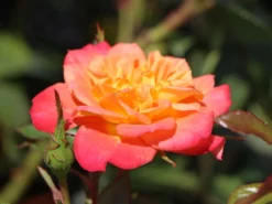 Zwergrose 'Mandarin' ® 22 Zwergrose 'Mandarin' ® -Deutschland Garten Funk Verkaufs-Shop zwergrose mandarin m005808 w 9