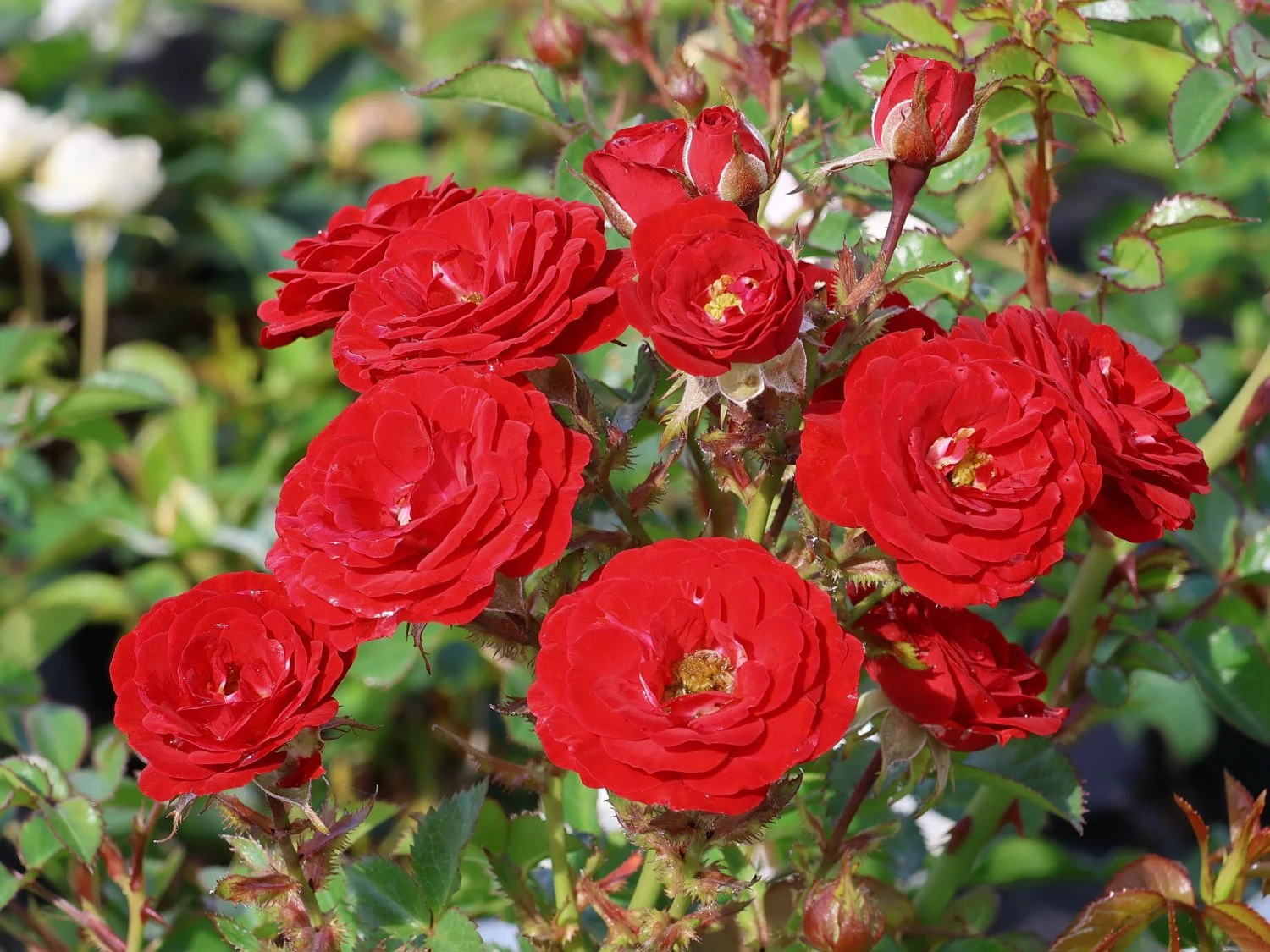 Zwergrose 'Mandy' ® 1 Zwergrose 'Mandy' ®