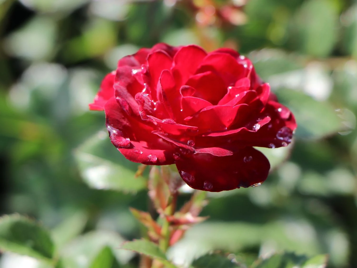 Zwergrose 'Mandy' ® 9 Zwergrose 'Mandy' ® – Bild 9