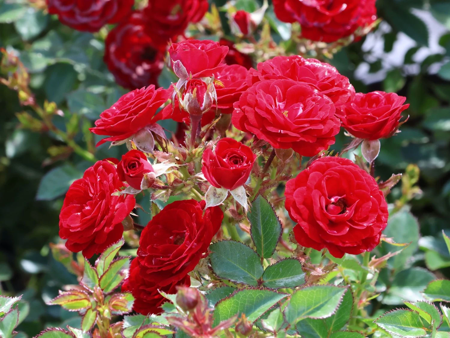 Zwergrose 'Mandy' ® 4 Zwergrose 'Mandy' ® – Bild 4