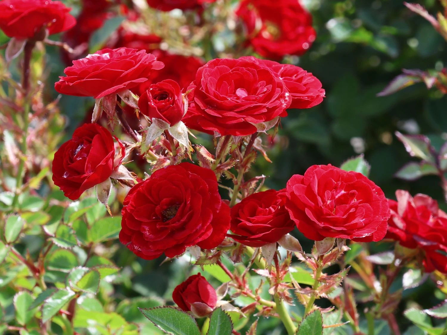 Zwergrose 'Mandy' ® 2 Zwergrose 'Mandy' ® – Bild 2