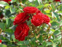 Zwergrose 'Mandy' ® 11 Zwergrose 'Mandy' ® -Deutschland Garten Funk Verkaufs-Shop zwergrose mandy m056562 w 3