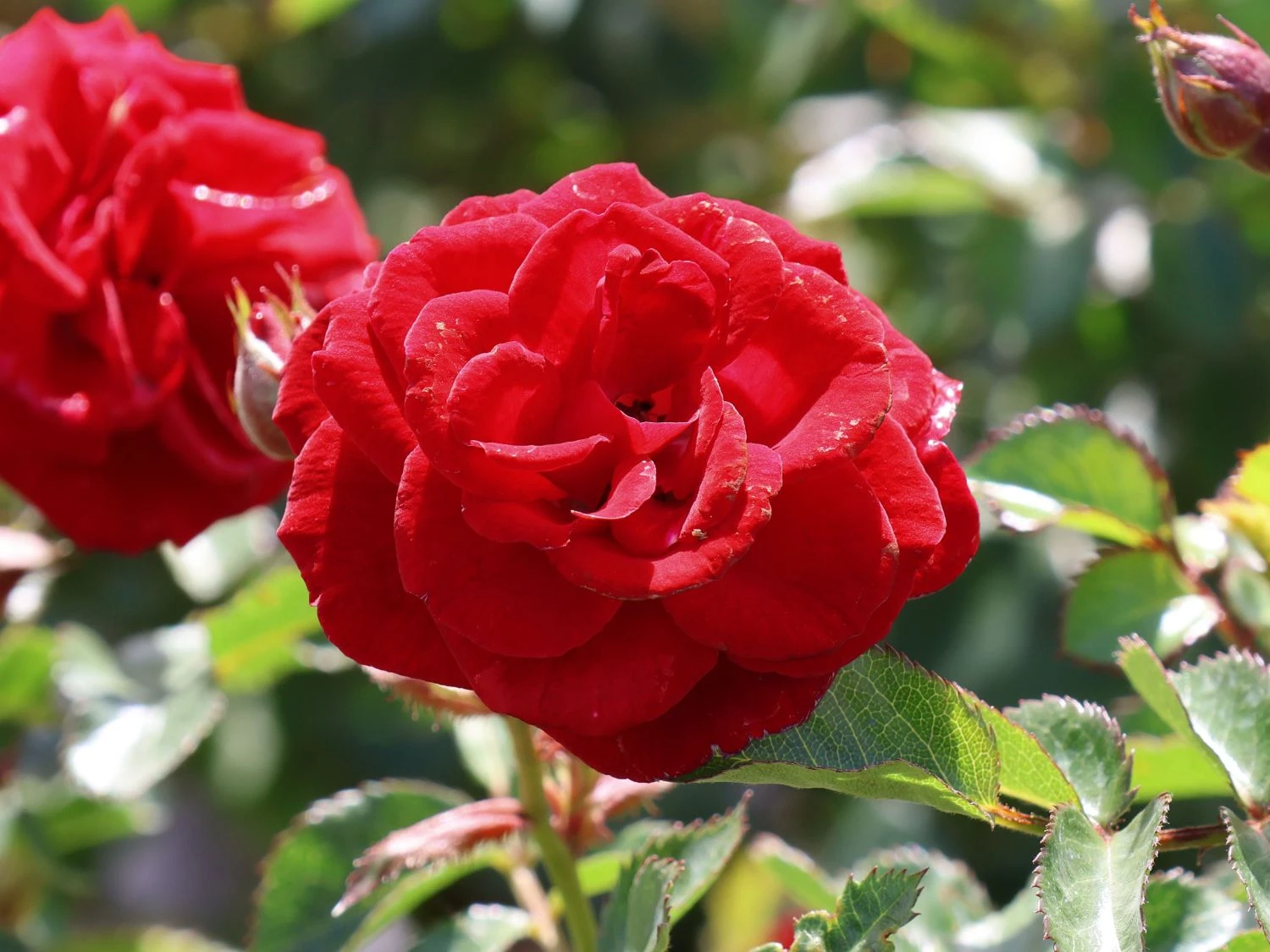 Zwergrose 'Mandy' ® 7 Zwergrose 'Mandy' ® – Bild 7