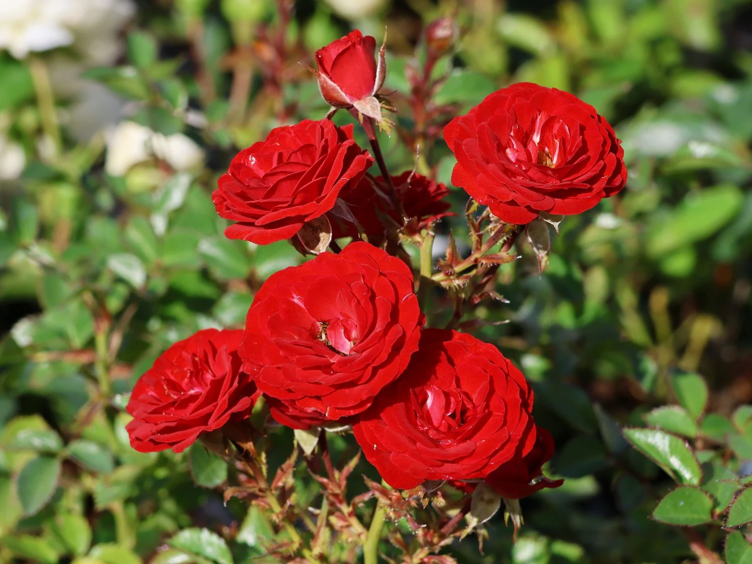 Zwergrose 'Mandy' ® 8 Zwergrose 'Mandy' ® – Bild 8