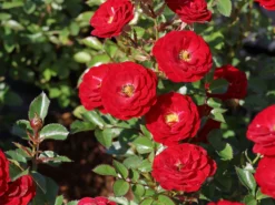 Zwergrose 'Mandy' ® 13 Zwergrose 'Mandy' ® -Deutschland Garten Funk Verkaufs-Shop zwergrose mandy m056562 w 6