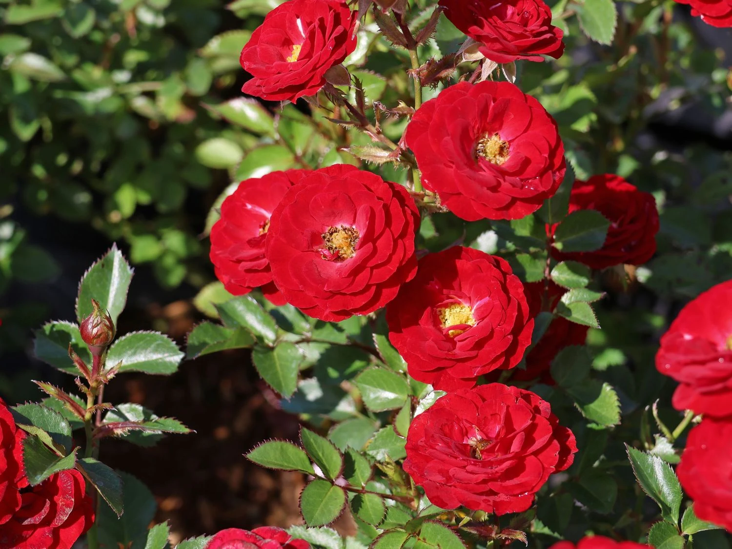 Zwergrose 'Mandy' ® 5 Zwergrose 'Mandy' ® – Bild 5