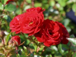 Zwergrose 'Mandy' ® 14 Zwergrose 'Mandy' ® -Deutschland Garten Funk Verkaufs-Shop zwergrose mandy m056562 w 7