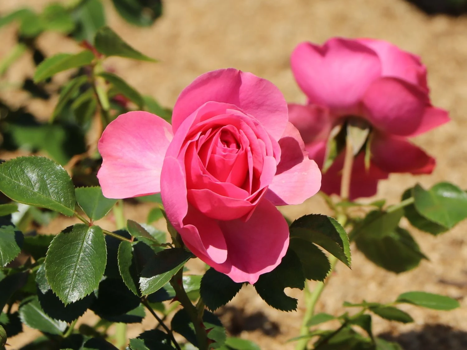 Zwergrose 'Medley Pink' 1 Zwergrose 'Medley Pink'