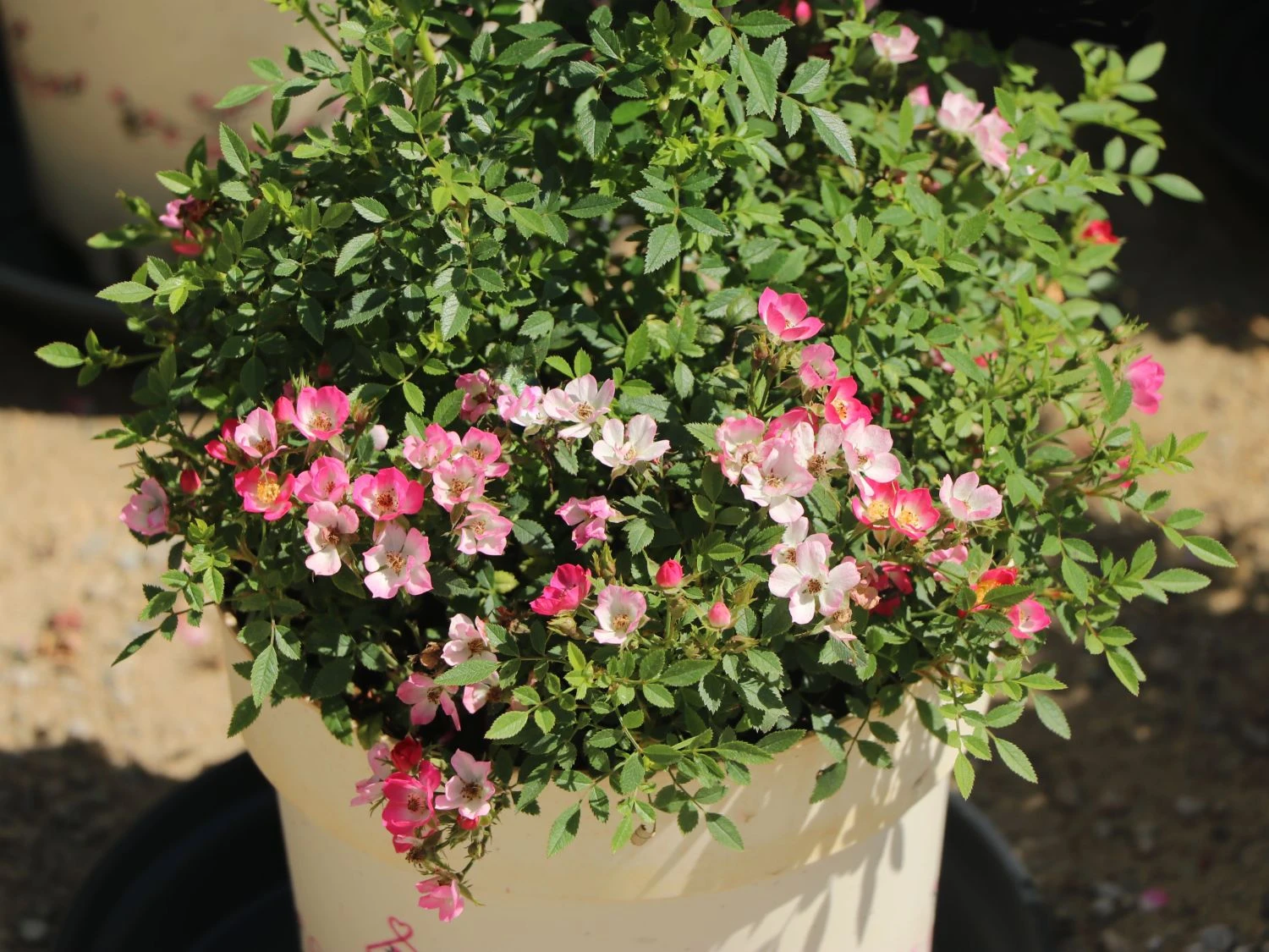 Zwergrose 'Miniatura' ® 1 Zwergrose 'Miniatura' ®