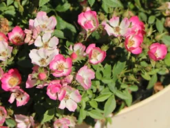 Zwergrose 'Miniatura' ® 5 Zwergrose 'Miniatura' ® -Deutschland Garten Funk Verkaufs-Shop zwergrose miniatura m122258 w 1