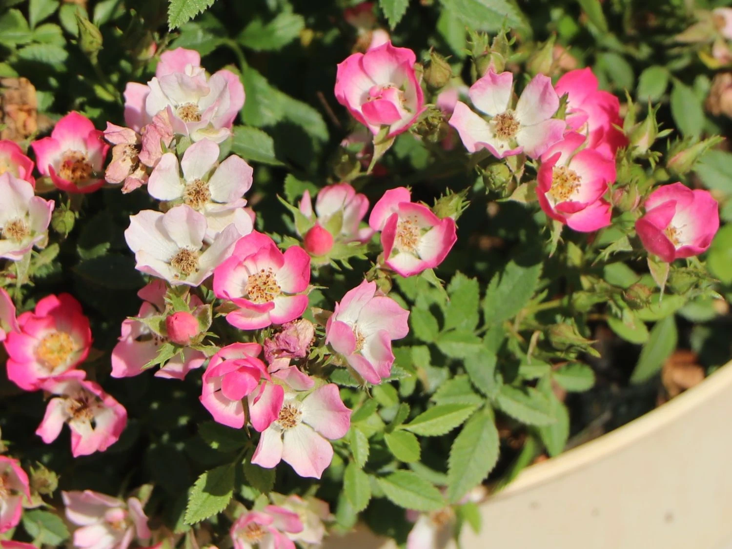 Zwergrose 'Miniatura' ® 3 Zwergrose 'Miniatura' ® – Bild 3