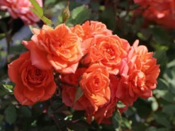 Zwergrose 'Ninetta' ®