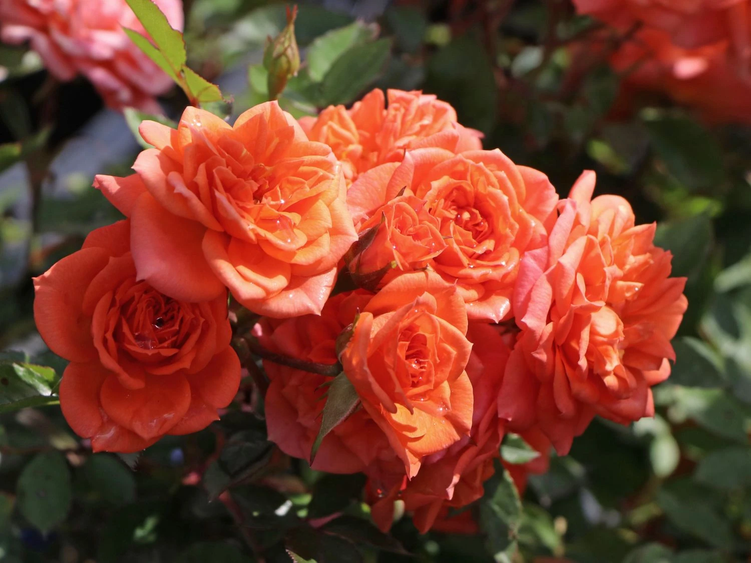 Zwergrose 'Ninetta' ® 1 Zwergrose 'Ninetta' ®