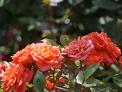 Zwergrose 'Ninetta' ® 15 Zwergrose 'Ninetta' ® -Deutschland Garten Funk Verkaufs-Shop zwergrose ninetta m054553 w 0